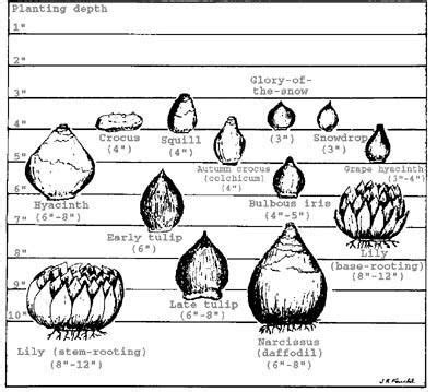 Planting spring bulbs www.backyarddiva.ca | Planting bulbs, Planting bulbs in spring, Fall plants