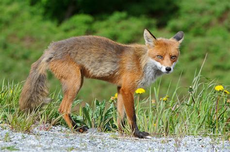 European Red Fox Photograph by Willi Rolfes - Pixels