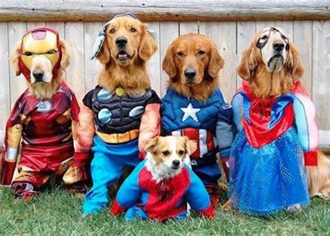 11 Superhero Costumes For Pets | Cuteness.com | Cute dog costumes, Pet halloween costumes, Dog ...