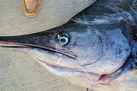 Blue Marlin Sampling » NCFishes.com