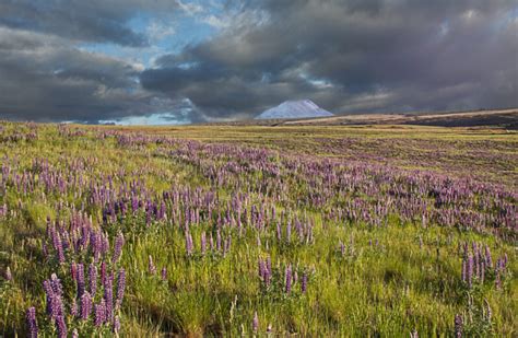 Lupine Flowers Field Royalty-Free Stock Photo