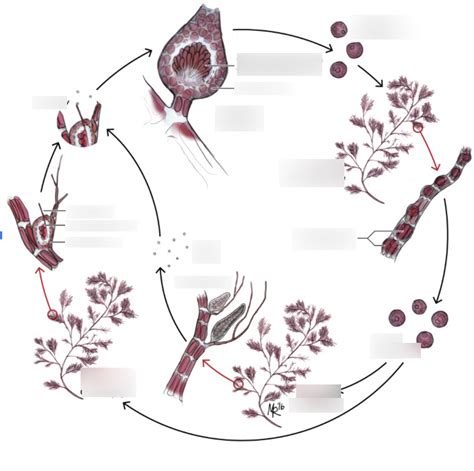 Polysiphonia Life Cycle Diagram | Quizlet