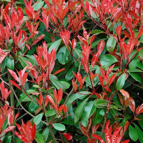 Redtip Photinia | Star Nursery Garden and Rock Centers