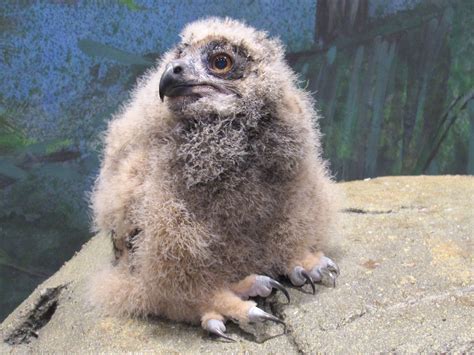 National Aviary Welcomes Baby Eurasian Eagle Owl | 90.5 WESA