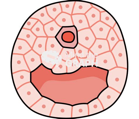 Follicle growth