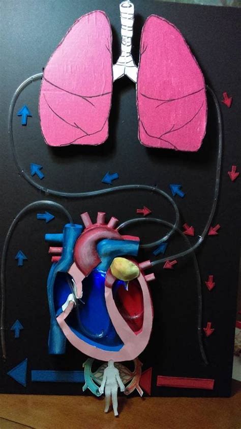 Proyecto sistema circulatorio Circulatory System Project | Proyectos de ciencia para niños ...