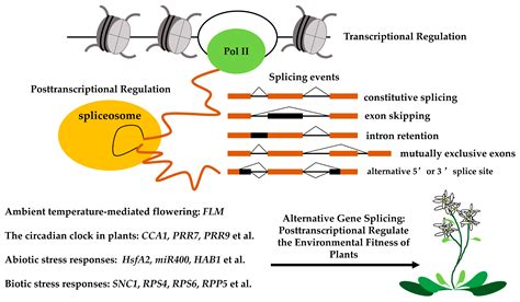 IJMS | Free Full-Text | Alternative Splicing in Plant Genes: A Means of ...