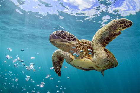 Hawksbill Sea Turtle Habitat - Hawksbill Turtle Facts And Photos / Hawksbill turtle ...