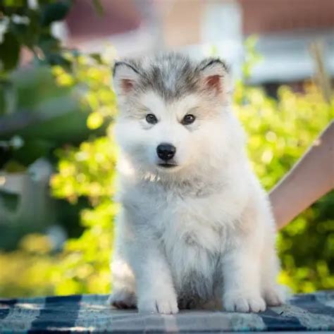 Alaskan Malamute Colors: A Complete List Of All Coat Colors | Puppies Club