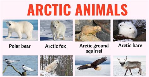 66 Arctic Animals: Names of Animals that Live in the Arctic with ESL Picture! - ESL Forums