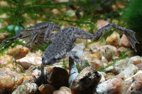 how long can african dwarf frogs go without food - vanhorntruckcenter