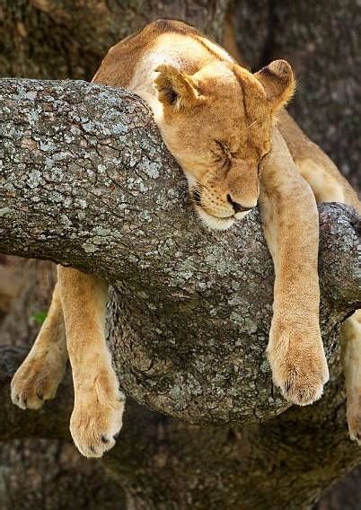 Sleeping Lioness In A Tree : r/Sleepinganimals