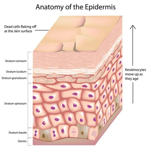 3d Anatomy Of The Epidermis Stock Vector - Illustration of corneum ...