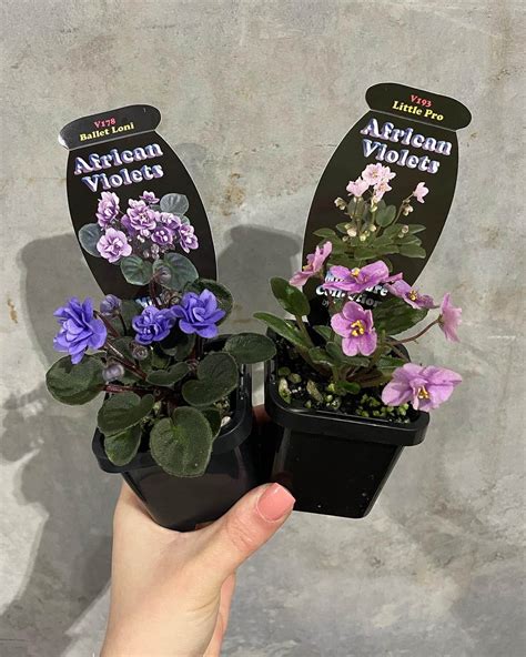 African Violets - Gippsland Indoor Plants