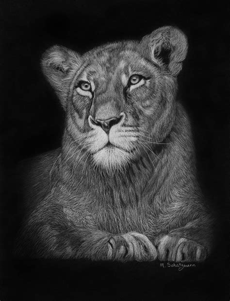 Lioness - White Pencil On Black paper - by Melissa Schatzmann | Black ...