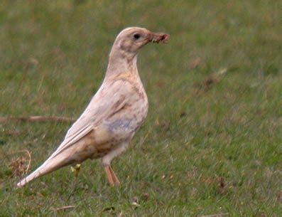 Leucistic Mistle Thrush | Melanistic animals, Animal habitats, Animals