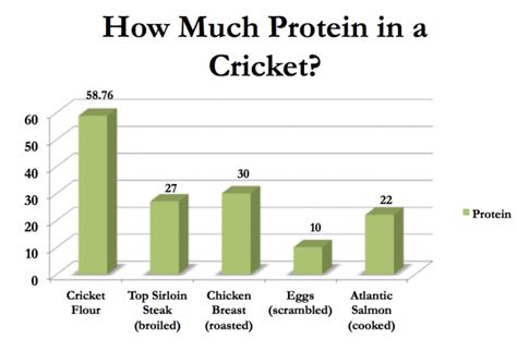 How Much Protein In a Cricket? | Cricket Protein | Cricket Flours