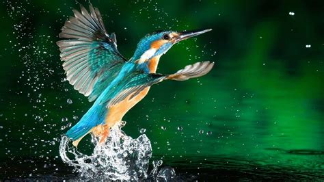 خلفيات طيور الحب صور طيور ملونة خلفيات طيور في السماء , Birds Wallpapers 2025 | صقور الإبدآع