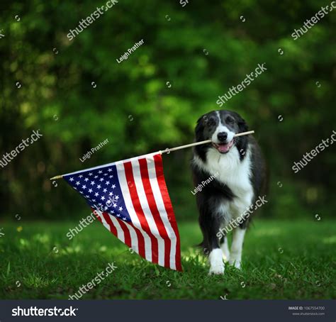 835 Happy Labor Day Dog Images, Stock Photos & Vectors | Shutterstock