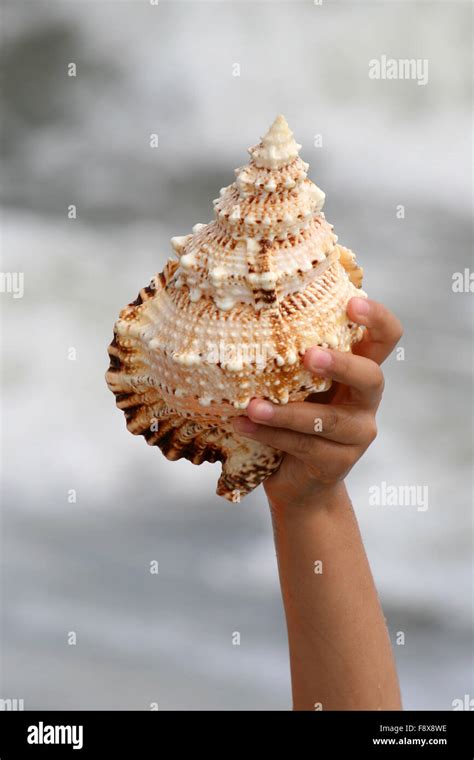 beautiful giant seashell Stock Photo - Alamy