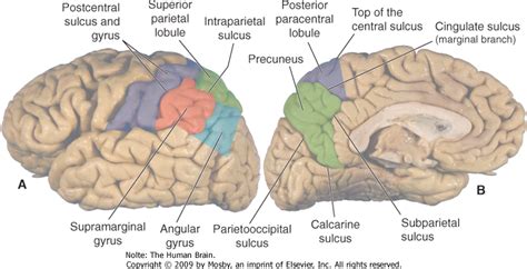 Parietal Lobe Damage Effects | Parietal Lobe Damage | Physiology ...