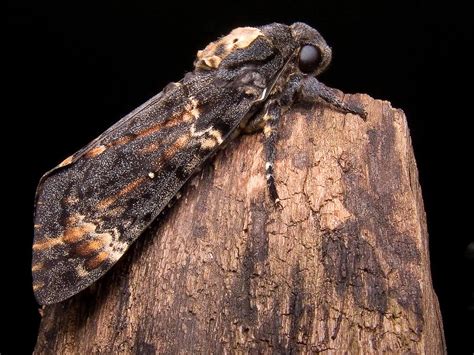 Death’s-head Hawk-moth | Butterfly Conservation