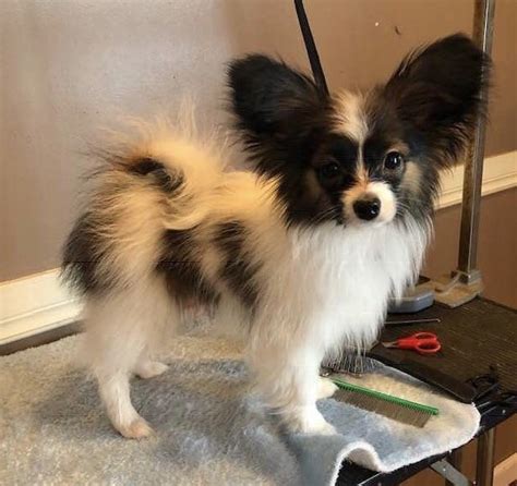 Baby after a bath! : r/papillon