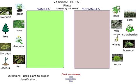 teaching vascular and nonvascular plants | Rockingham County Public Schools | Interactive ...