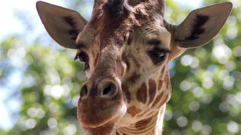 ‘The Zoo is open’: Fresno Chaffee Zoo says it is still operating following state-ordered ...