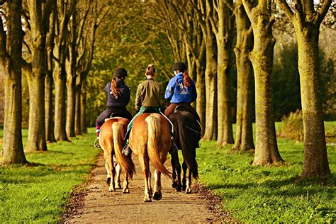 Photos Horses walk Trail Avenue female Grass Three 3 Back view Trees