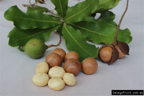 Dwarf Macadamia Tree - Macadamia integrifolia