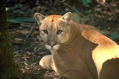 10 Notable Facts About Florida Panthers - A-Z Animals