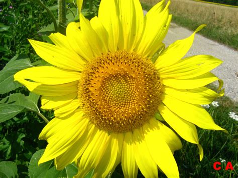 Tournesol | Plants, Sunflower, Flowers