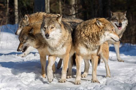 See a Brave Snow Leopard Fight an Entire Wolf Pack - A-Z Animals