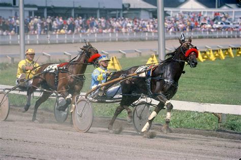 10 Best Driving Horse Breeds for Pulling a Carriage