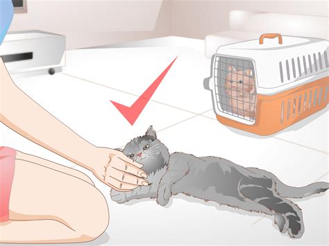 How to Get Rid of Cat Spray Odor: 12 Steps (with Pictures)