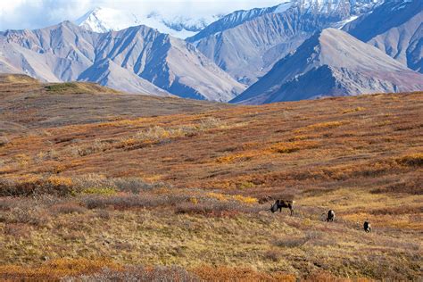 A Guide to Wildlife Viewing in Denali National Park