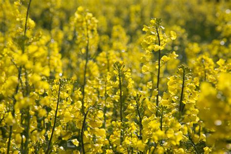 Agriculture,blooms,canola,crop,economy - free image from needpix.com