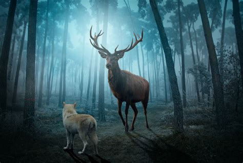 Deer and Wolf (Photo Manipulation) on Behance