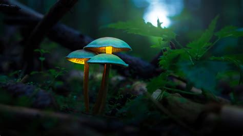 1920x1080 Mushroom Plants Glowing 4k Laptop Full HD 1080P ,HD 4k Wallpapers,Images,Backgrounds ...