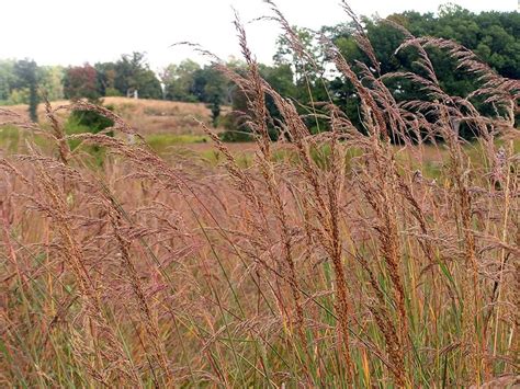 Ornamental Indian Grasses: Planting Indian Grass In The Landscape