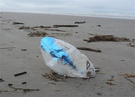 Hold on to Those Balloons: They Could End Up in the Ocean | response.restoration.noaa.gov