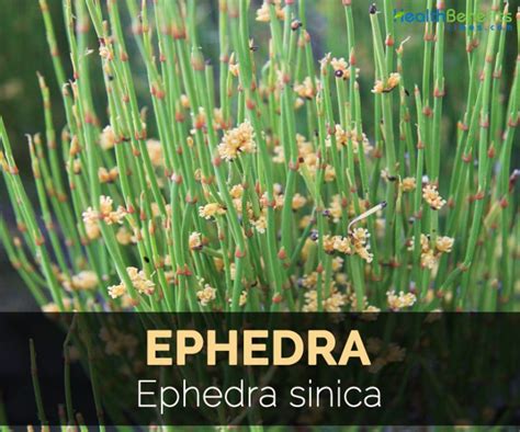 Ephedra Facts and Health Benefits