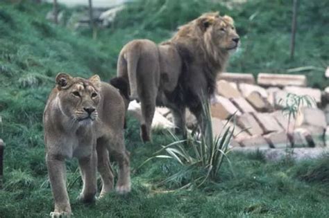 Horrified family see lions kill and eat baby animals at Chessington World of Adventures - Mirror ...