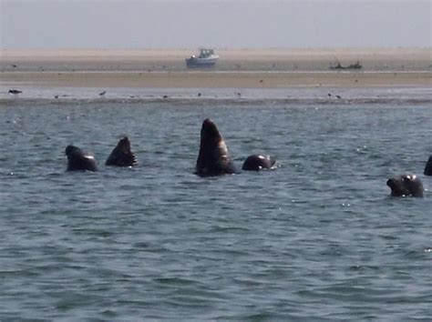 Monomoy National Wildlife Refuge | Cape cod vacation, National wildlife ...