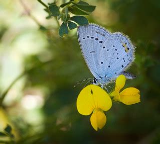 Short-tailed blue | Short-tailed blue (Cupido argiades) butt… | Flickr