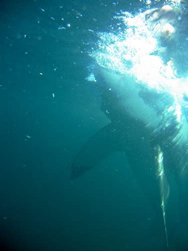 Great White Shark gansbaai | Manoel Lemos | Flickr