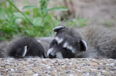 336 Sleeping Raccoon Stock Photos - Free & Royalty-Free Stock Photos from Dreamstime