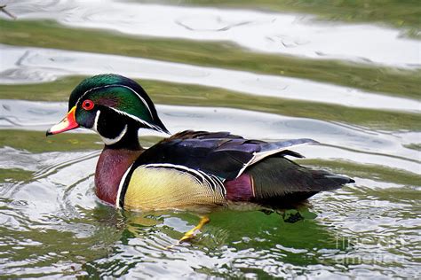 Wood Duck Male Bird Breeding Plumage Photograph by Charline Xia | Fine Art America