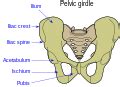 Obturator foramen - Wikipedia